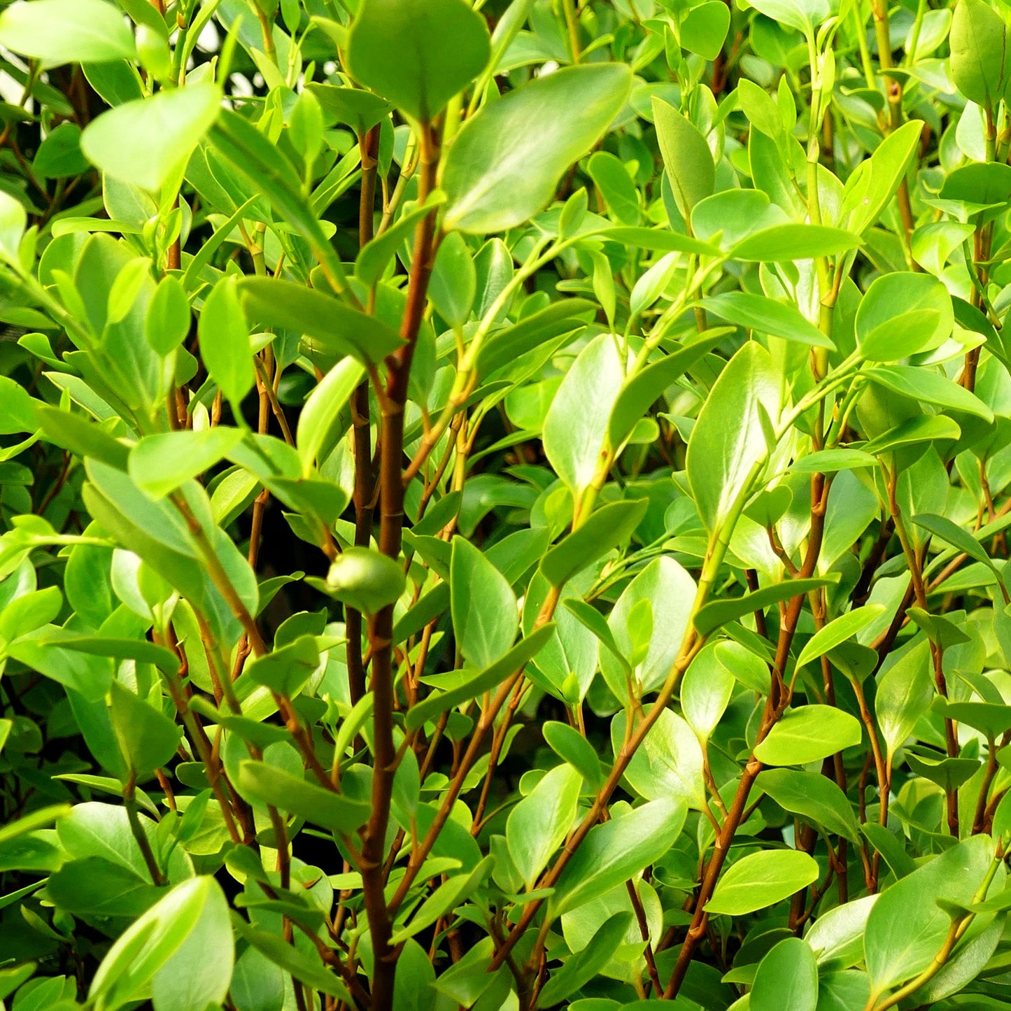 Griseline 'Green Horizon' (Griselinia littoralis)