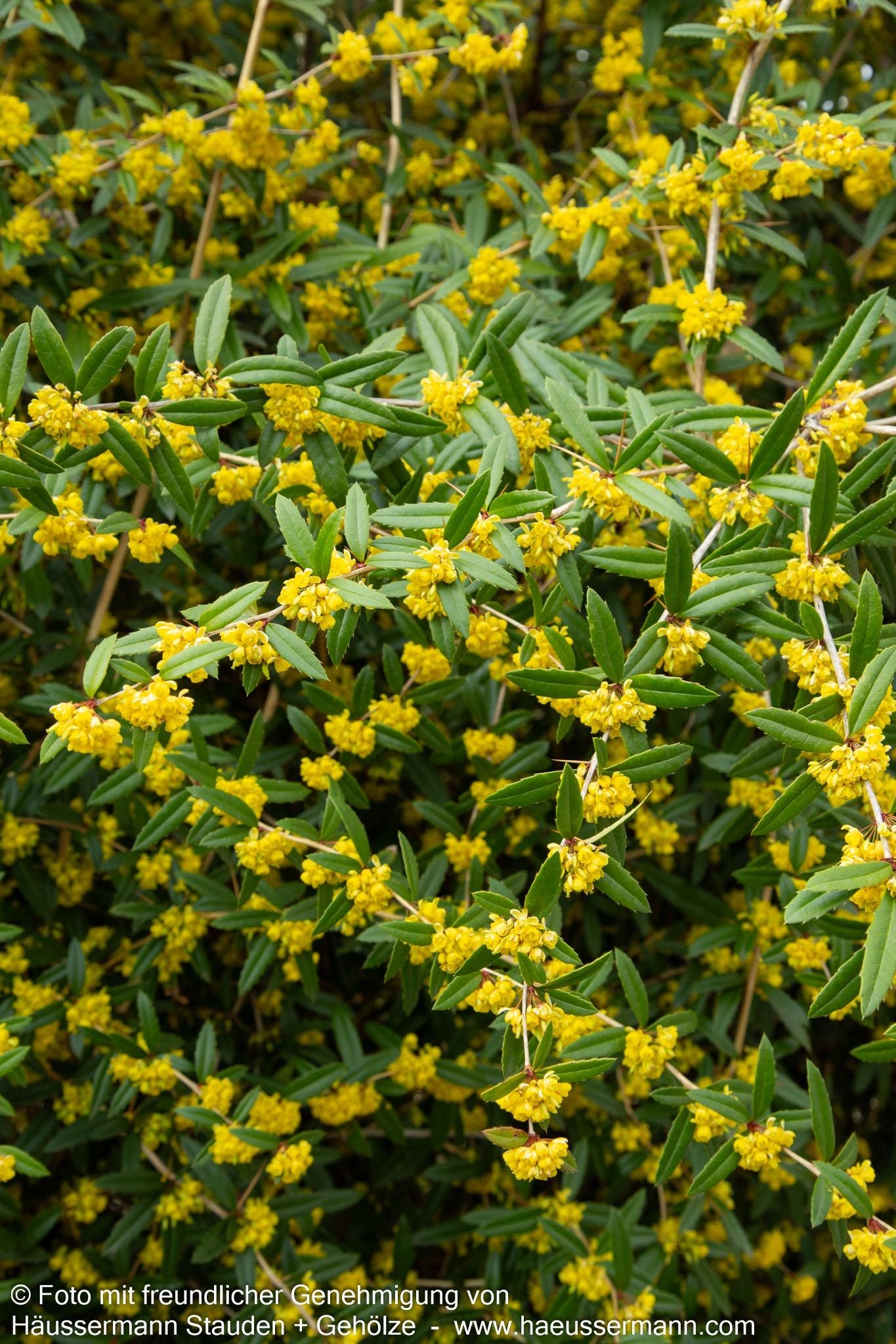 Großblättrige Berberitze (Berberis julianae)