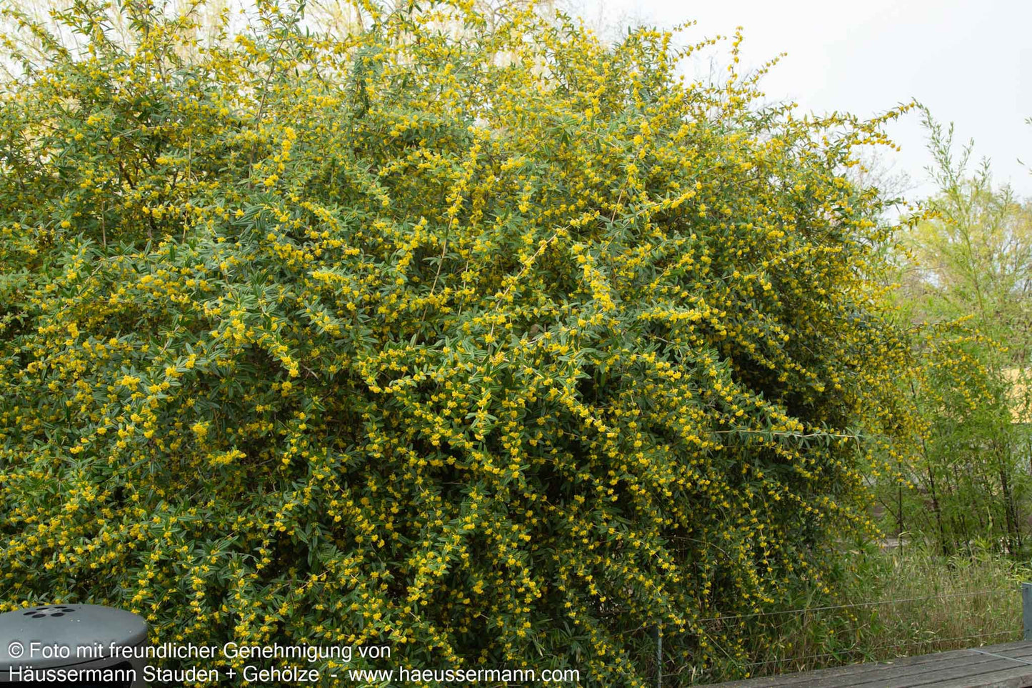 Großblättrige Berberitze (Berberis julianae)