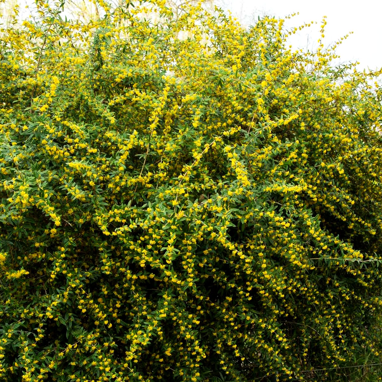 Großblättrige Berberitze (Berberis julianae)