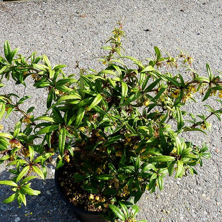Großblättrige Berberitze 'Dart's Superb' (Berberis julianae)