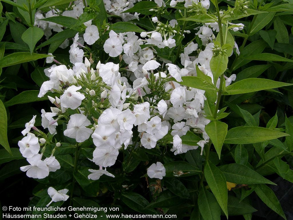 Großblättrige Flammenblume 'David' (Phlox paniculata)