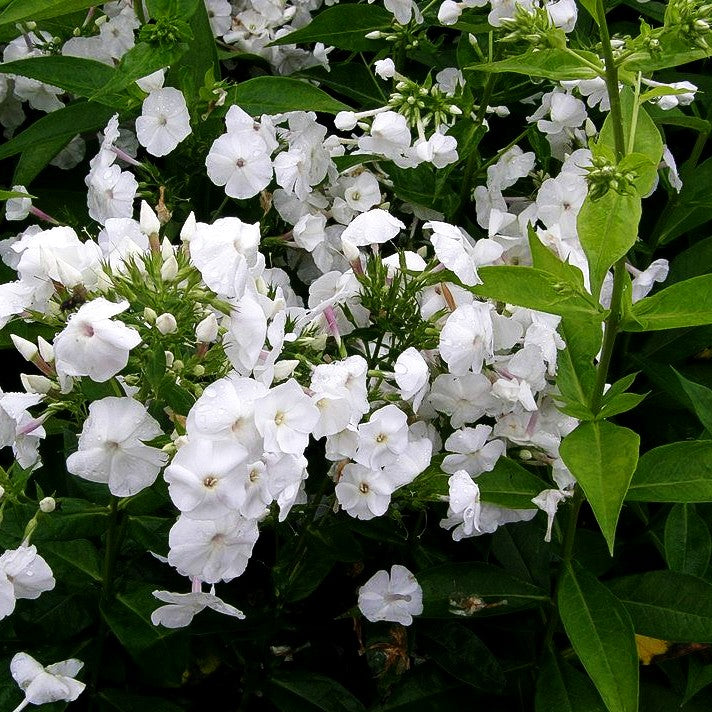 Großblättrige Flammenblume 'David' (Phlox paniculata)