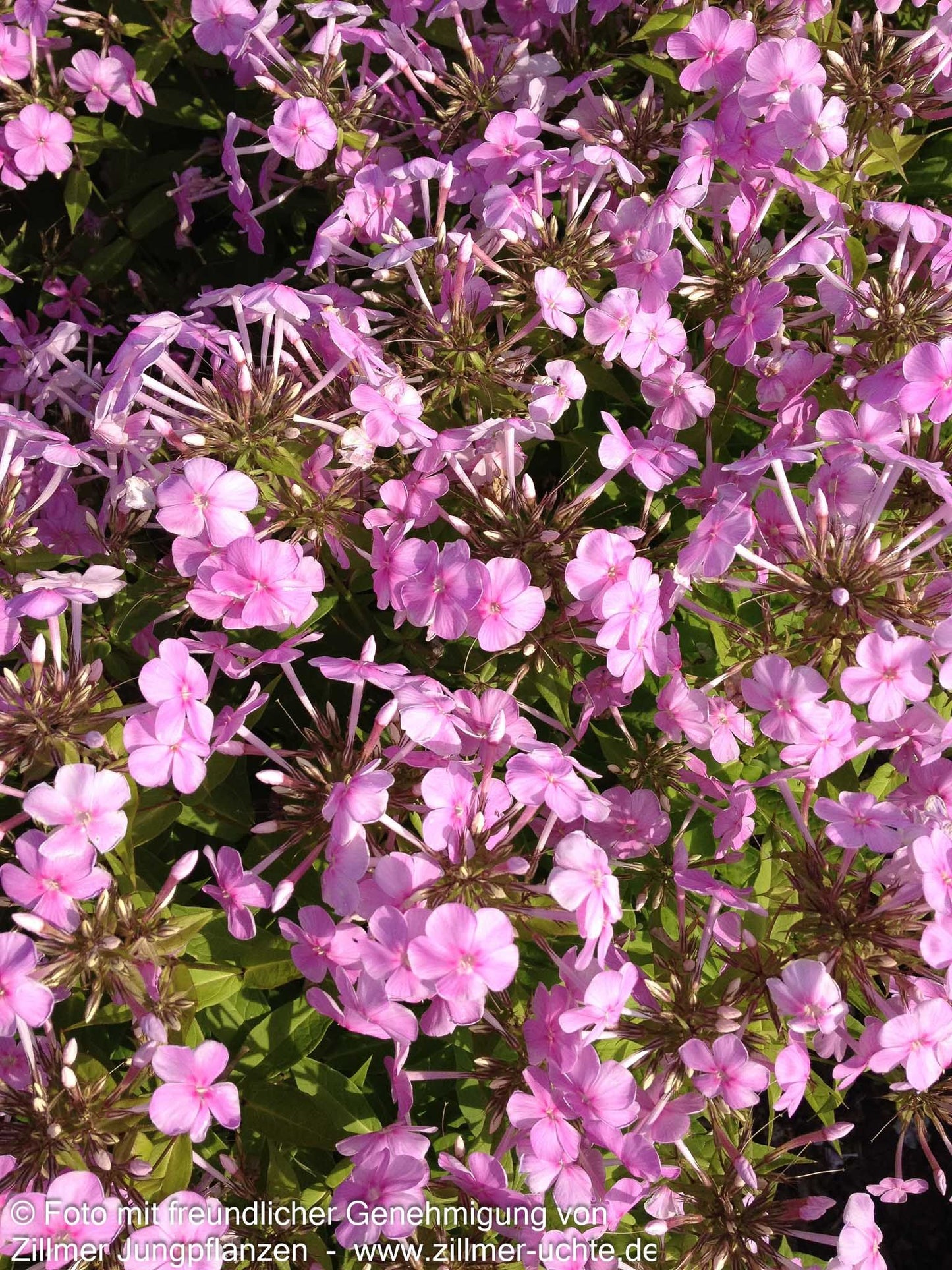 Großblättrige Flammenblume 'Kleiner Augenstern' (Phlox paniculata)
