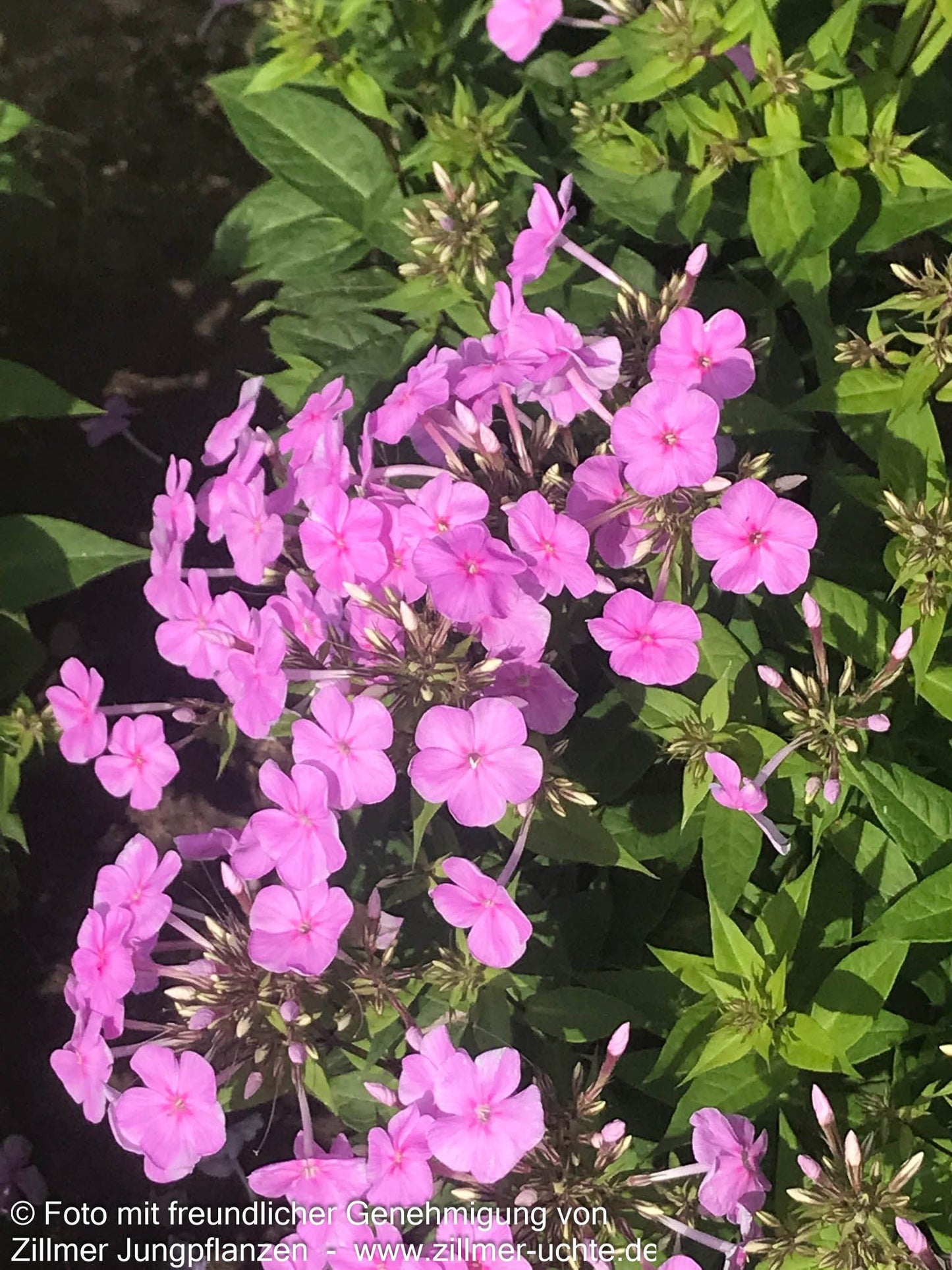 Großblättrige Flammenblume 'Kleiner Augenstern' (Phlox paniculata)