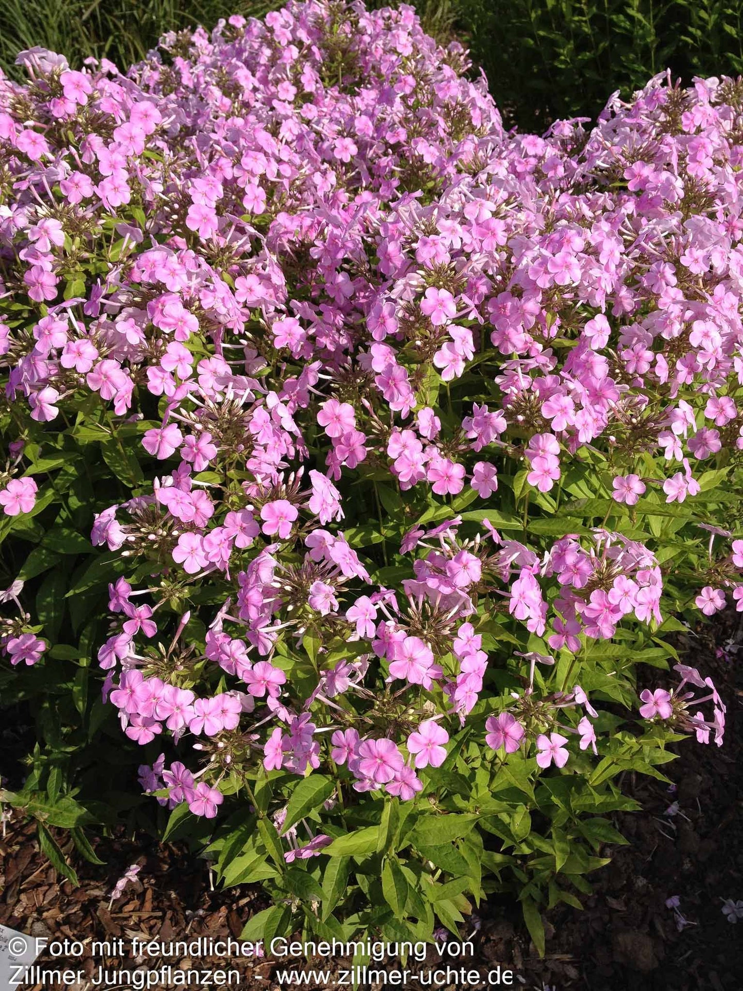 Großblättrige Flammenblume 'Kleiner Augenstern' (Phlox paniculata)