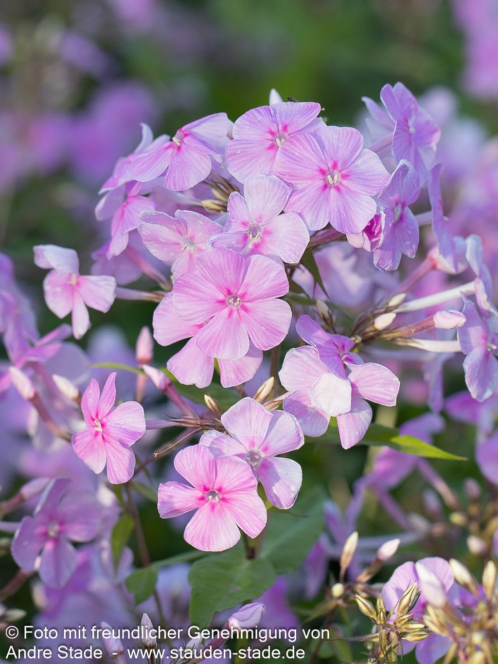 Großblättrige Flammenblume 'Kleiner Augenstern' (Phlox paniculata)