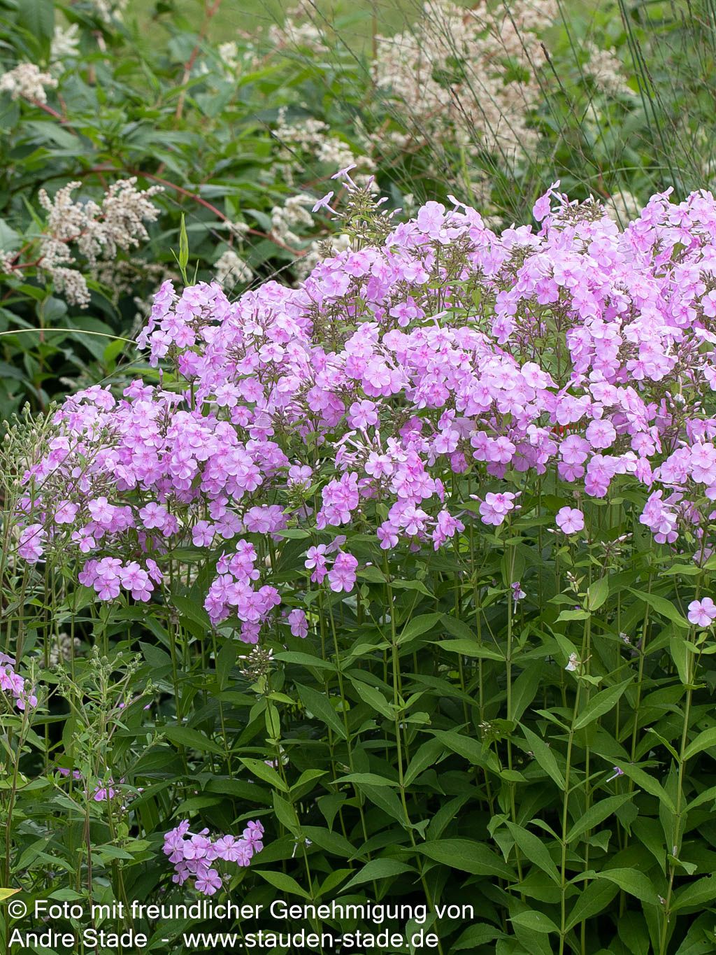 Großblättrige Flammenblume 'Kleiner Augenstern' (Phlox paniculata)