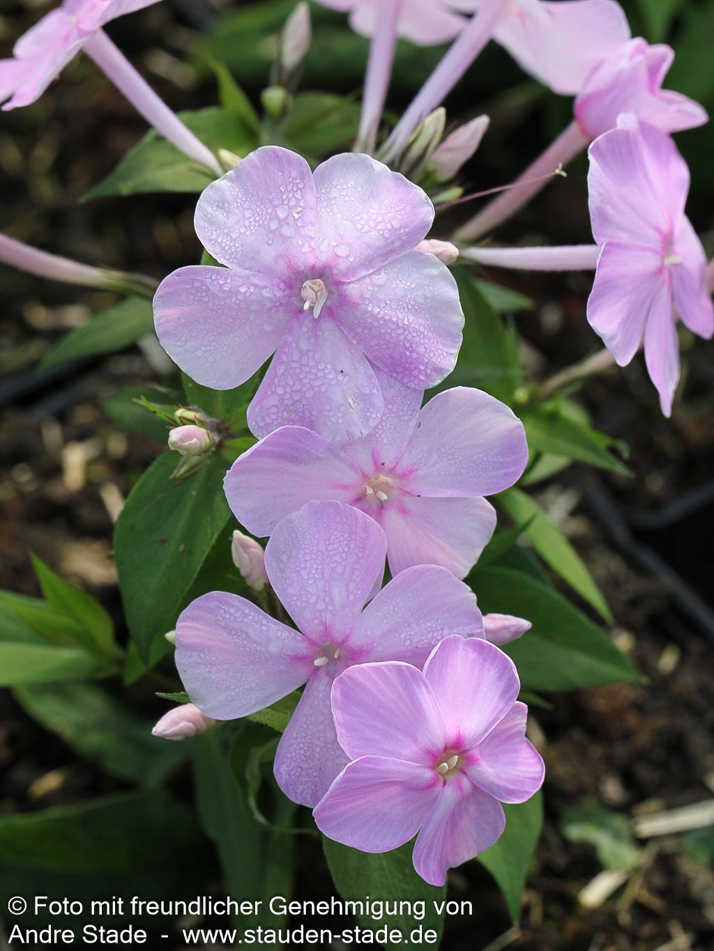 Großblättrige Flammenblume 'Kleiner Augenstern' (Phlox paniculata)