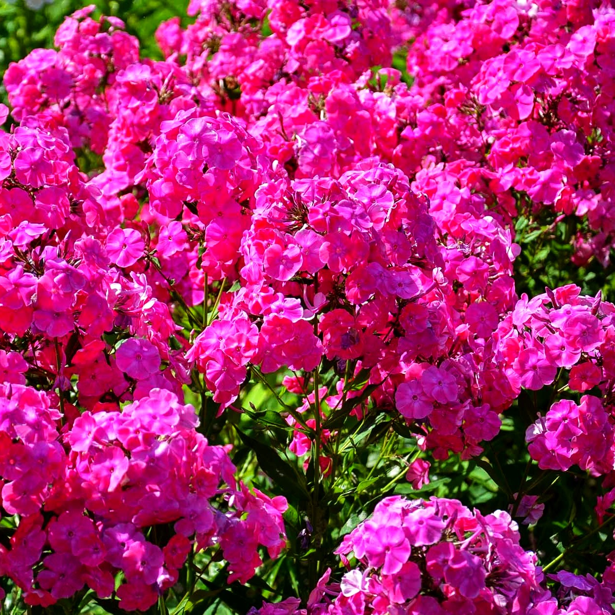 Großblättrige Flammenblume 'Tecumseh' (Phlox paniculata)