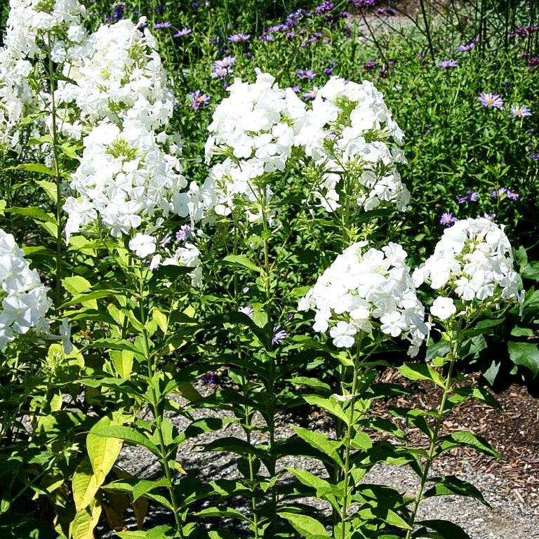 Großblättrige Flammenblume 'Weiße Wolke' (Phlox paniculata)