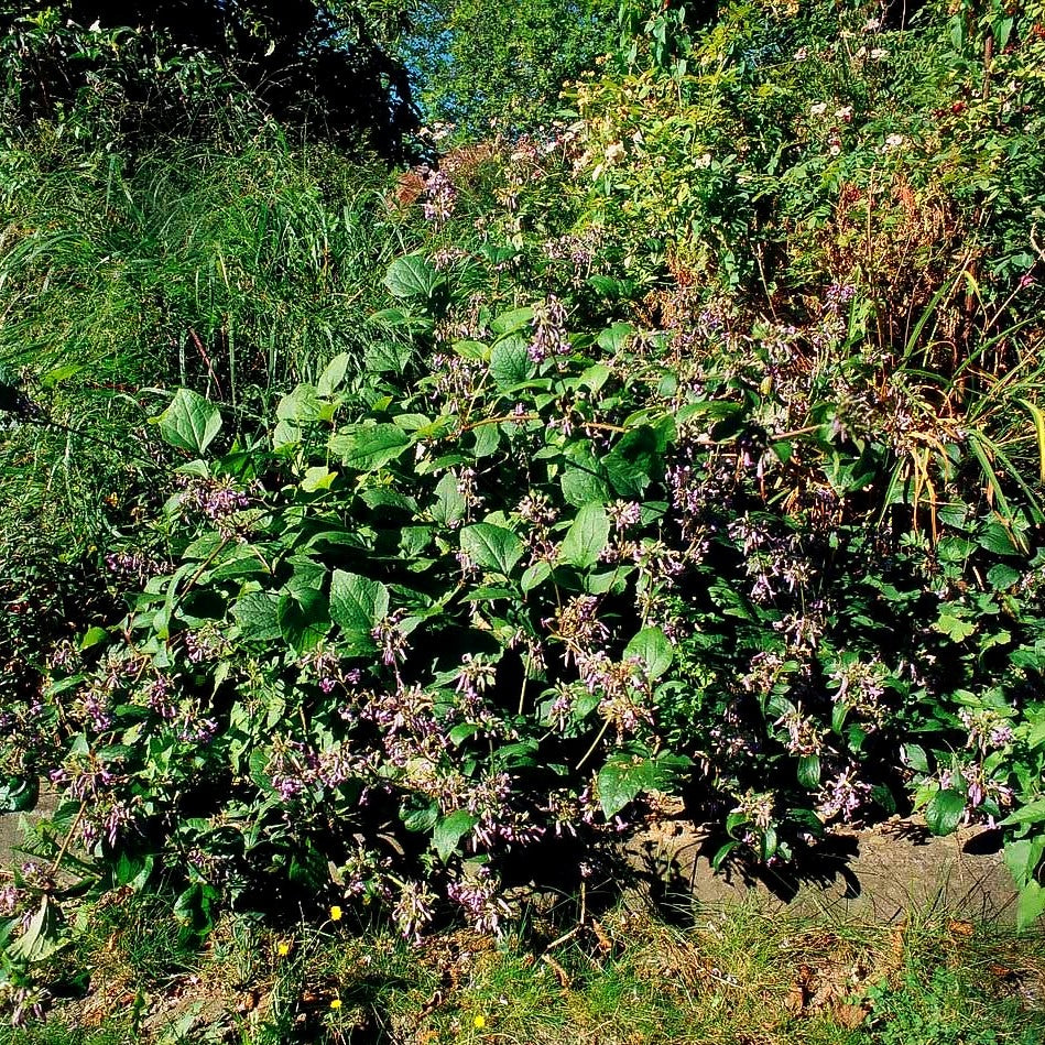 Großblättrige Waldrebe 'Cote d'Azur' (Clematis heracleifolia)