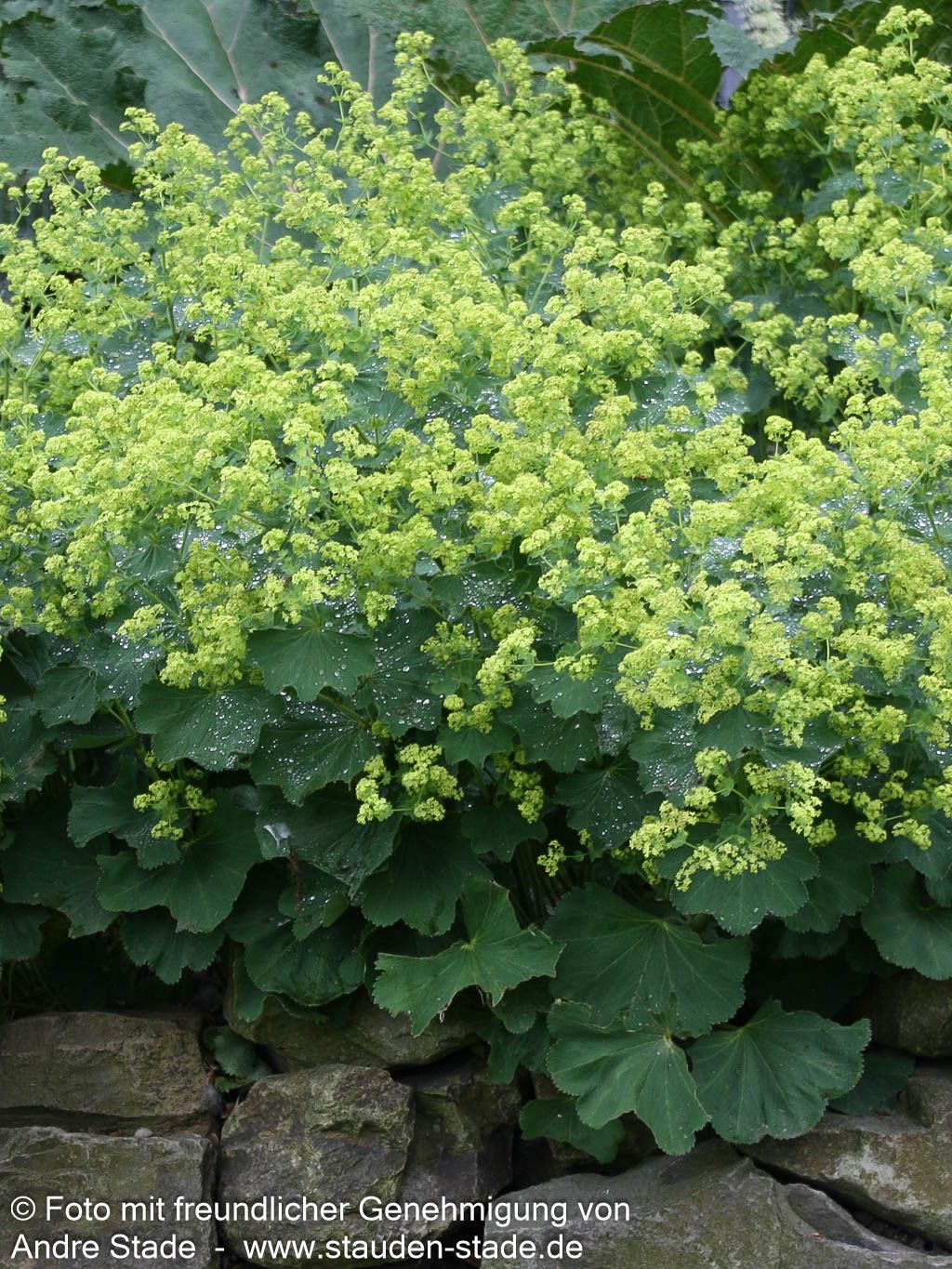 Großblättriger Frauenmantel (Alchemilla mollis)