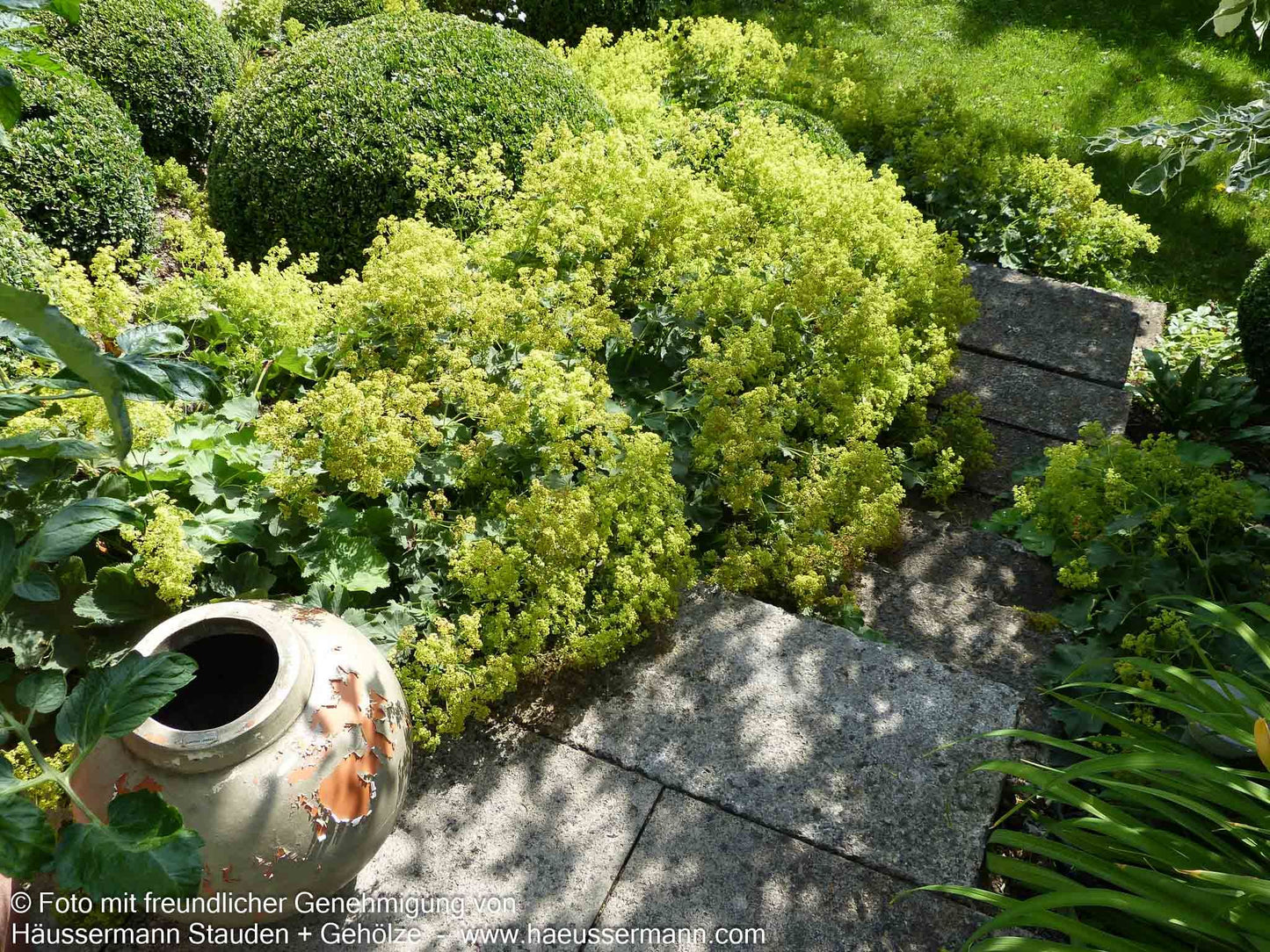 Großblättriger Frauenmantel (Alchemilla mollis)