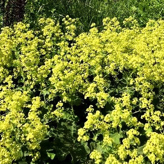 Großblättriger Frauenmantel (Alchemilla mollis)