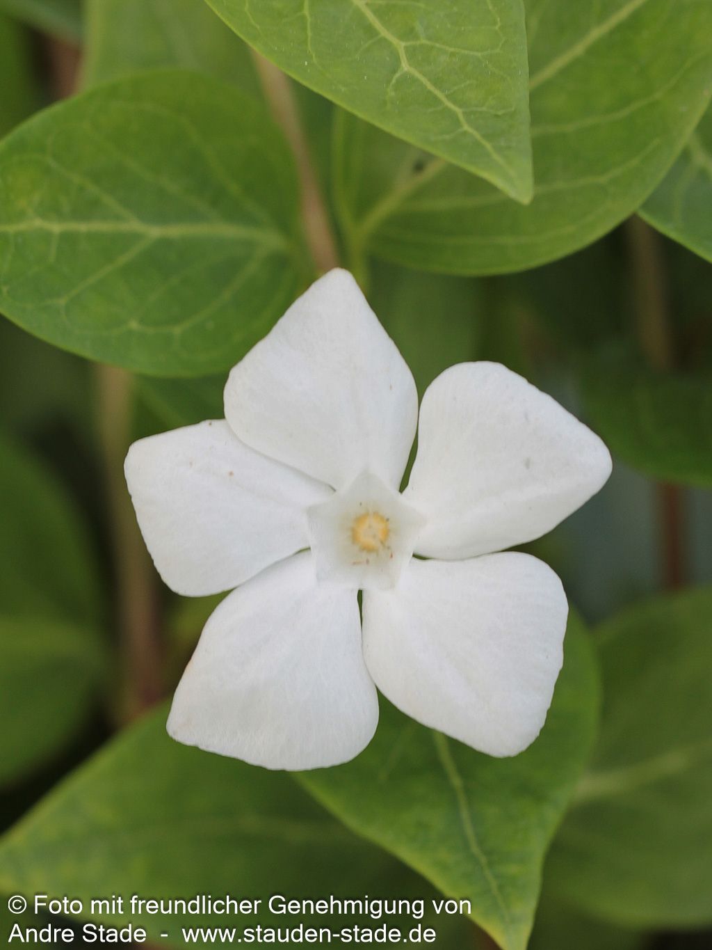 Großblättriges Immergrün 'Alba' (Vinca major)