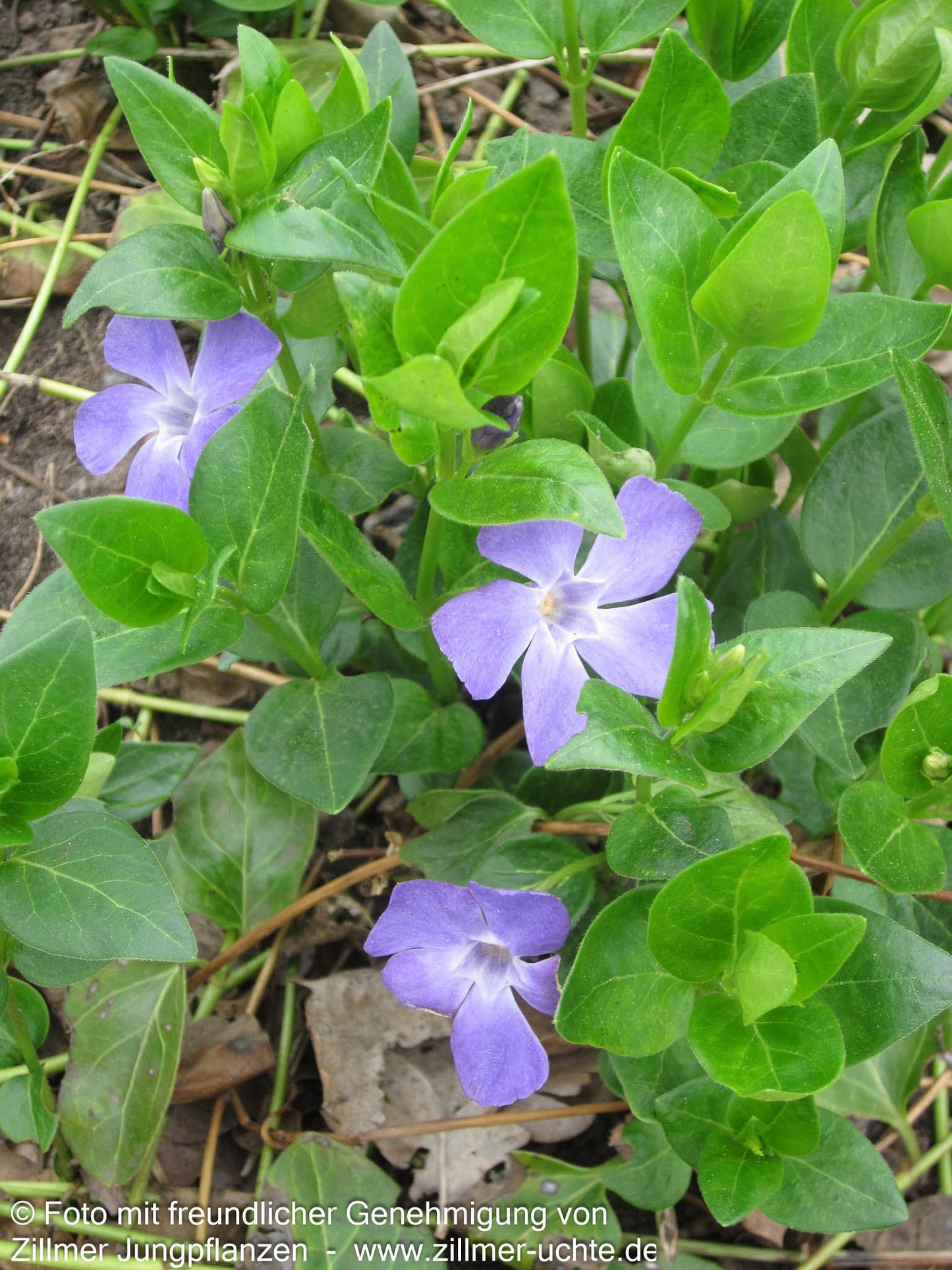 Großblättriges Immergrün (Vinca major)