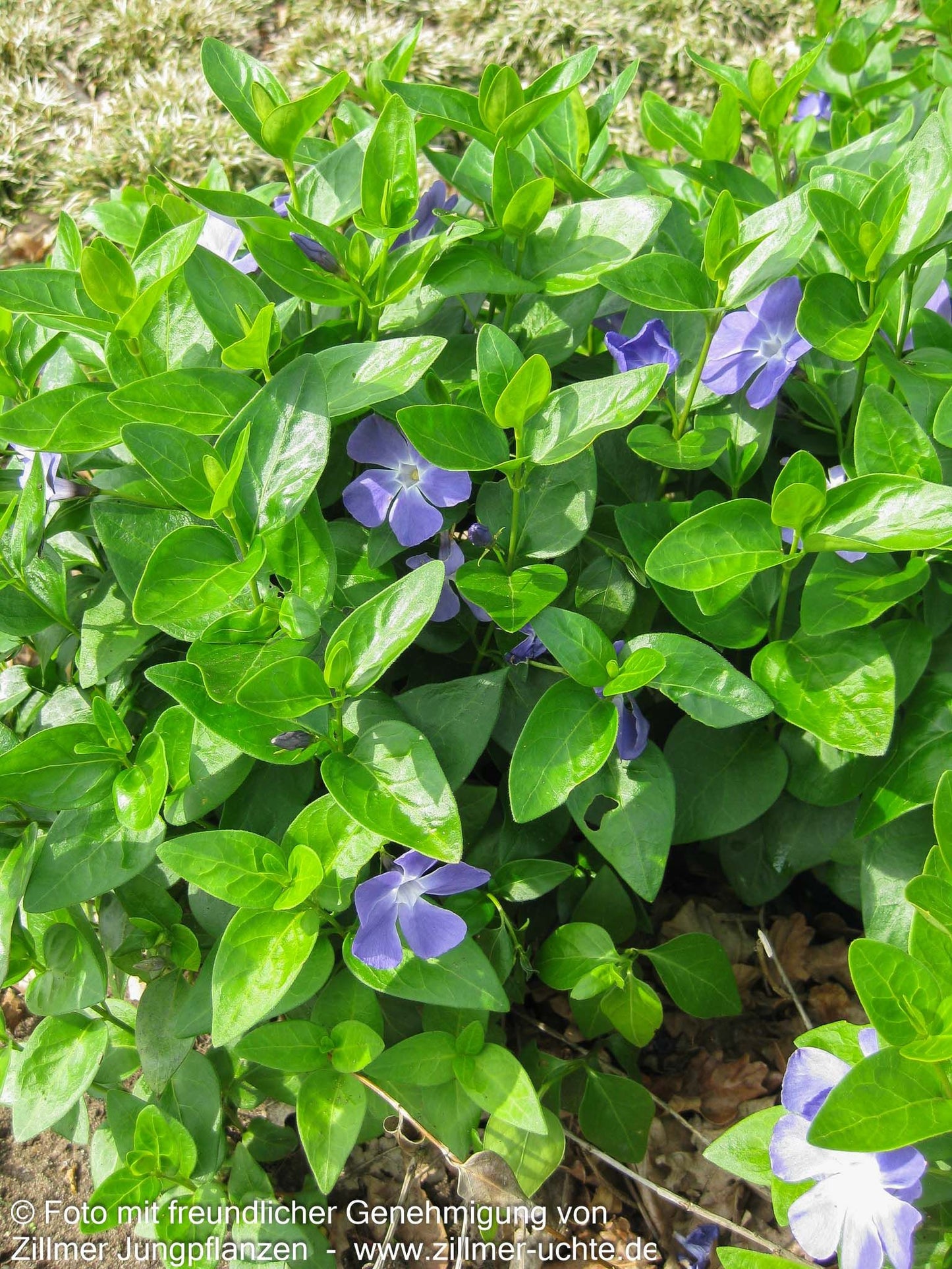 Großblättriges Immergrün (Vinca major)