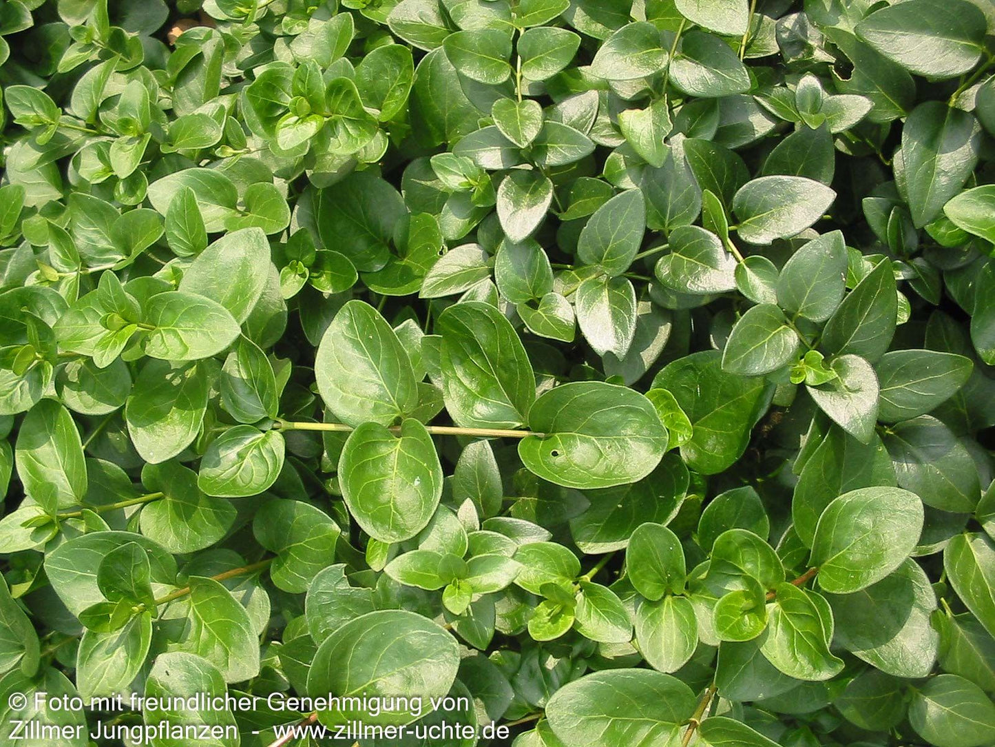 Großblättriges Immergrün (Vinca major)