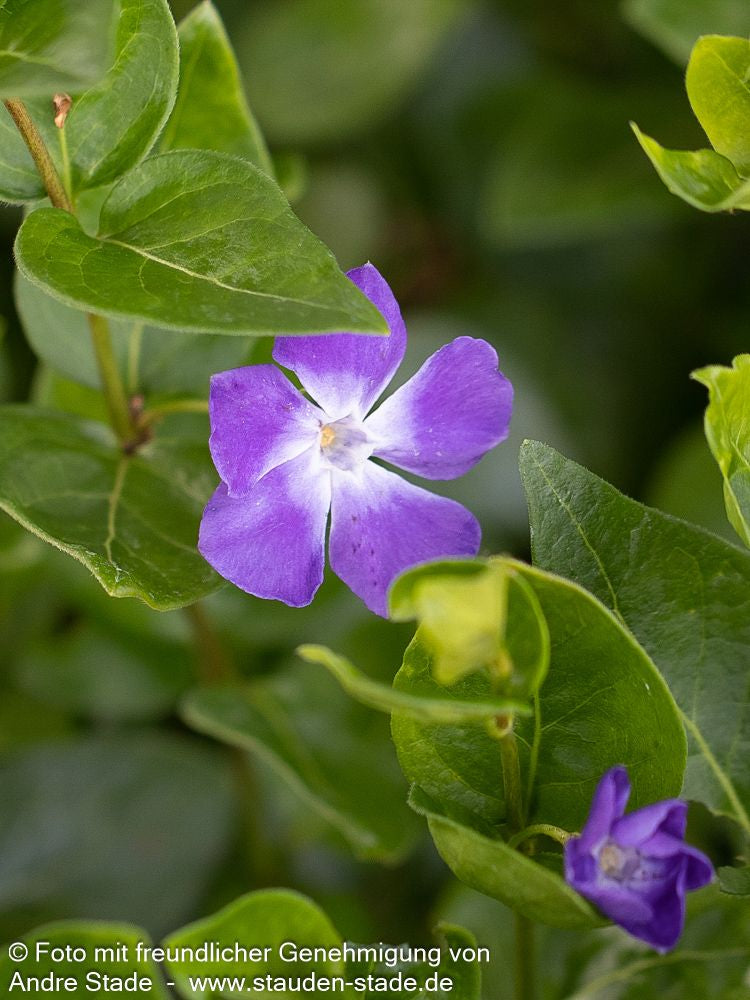 Großblättriges Immergrün (Vinca major)