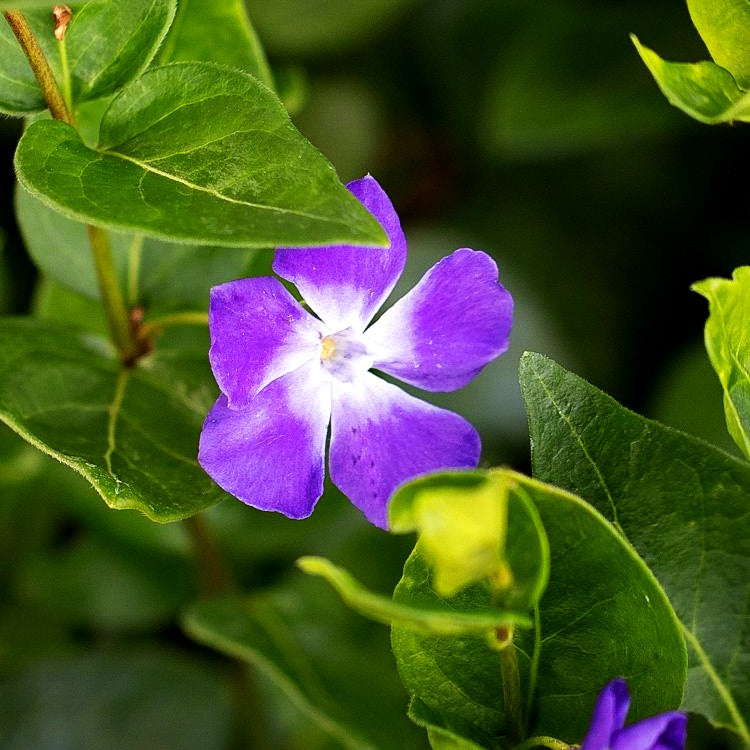 Großblättriges Immergrün (Vinca major)