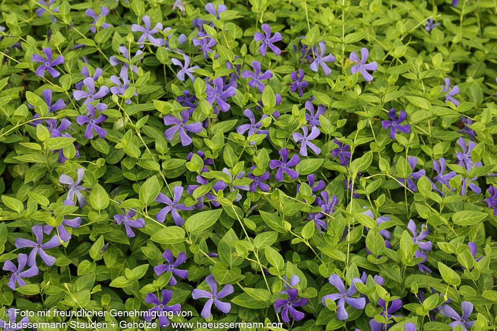 Großblättriges Immergrün (Vinca major)