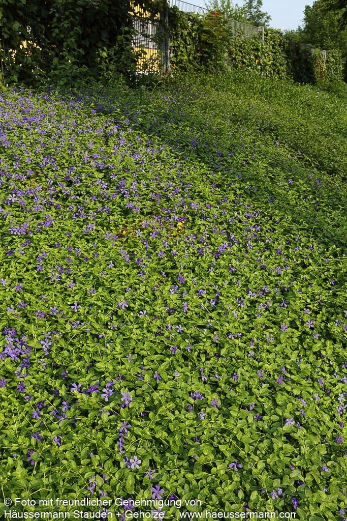 Großblättriges Immergrün (Vinca major)