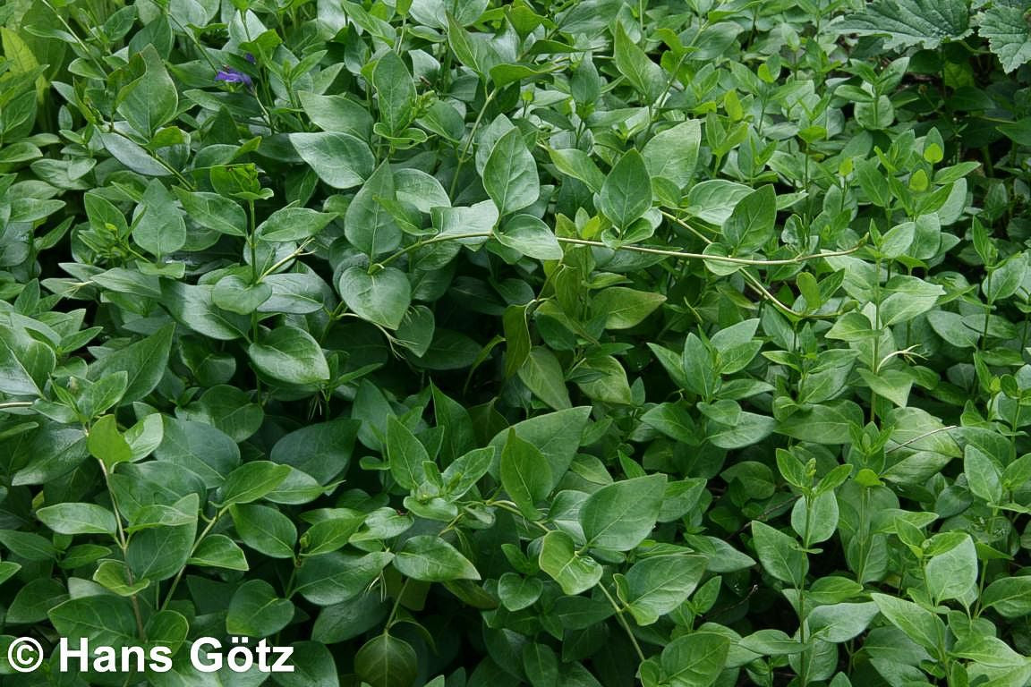 Großblättriges Immergrün (Vinca major)