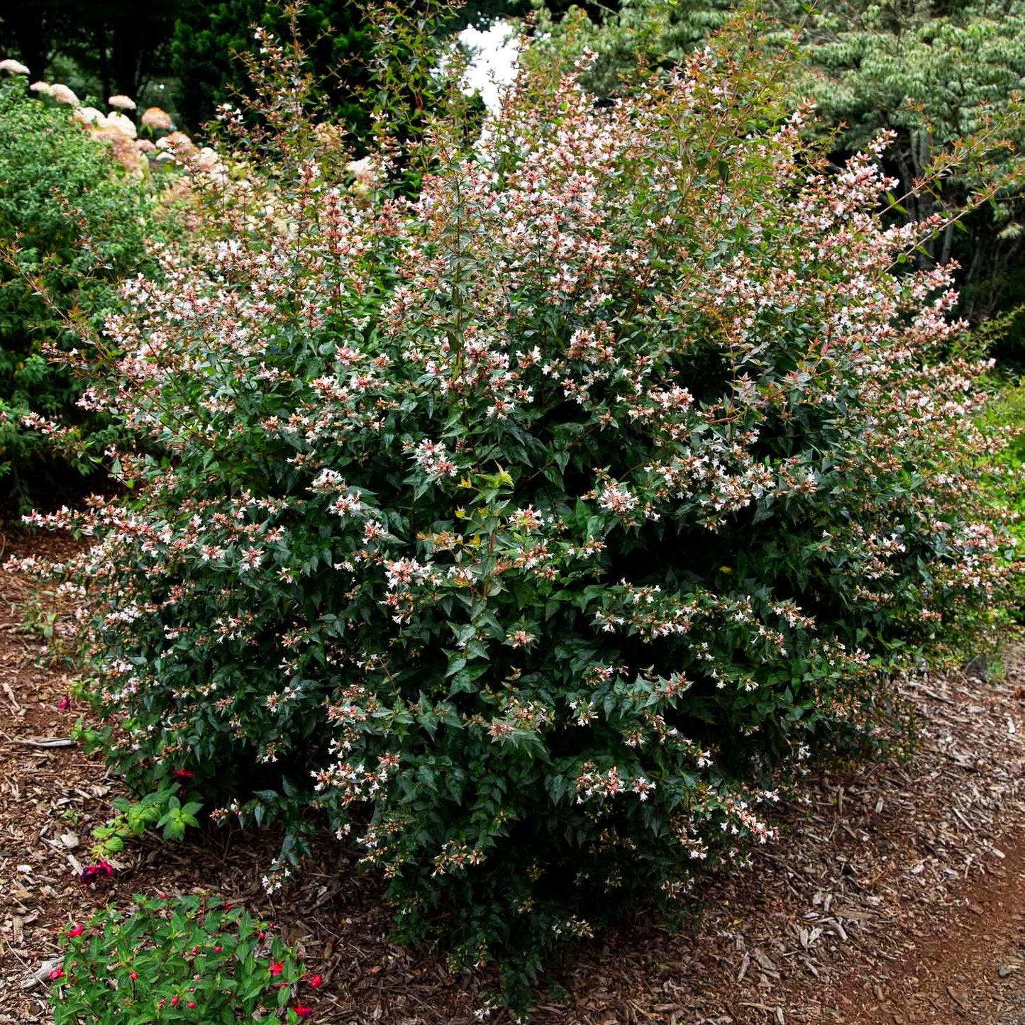 Großblütige Abelie (Abelia x grandiflora)