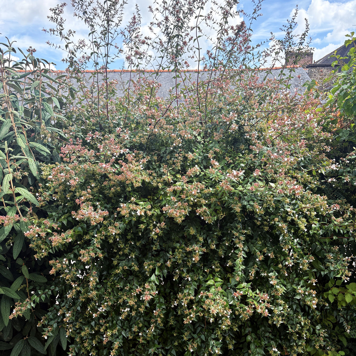 Großblütige Abelie (Abelia x grandiflora)