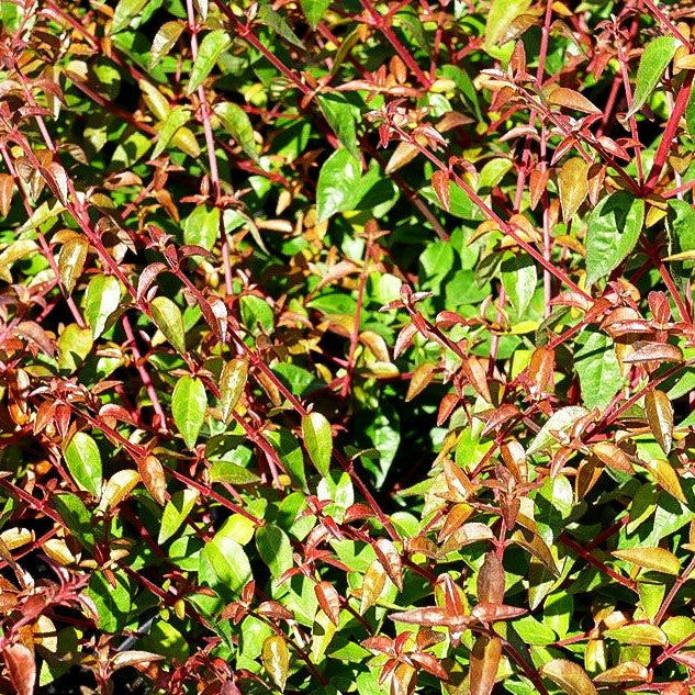 Großblütige Abelie 'Pinky Bells' (Abelia grandiflora)