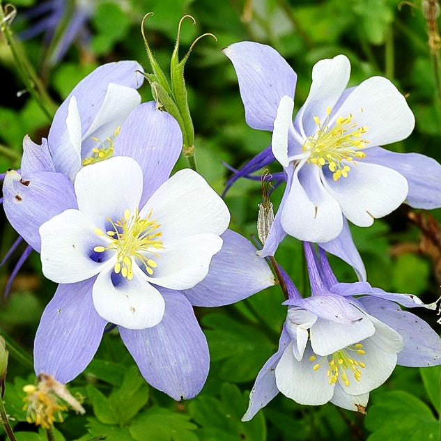 Großblütige Akelei 'Songbird Blue Bird' (Aquilegia caerulea)