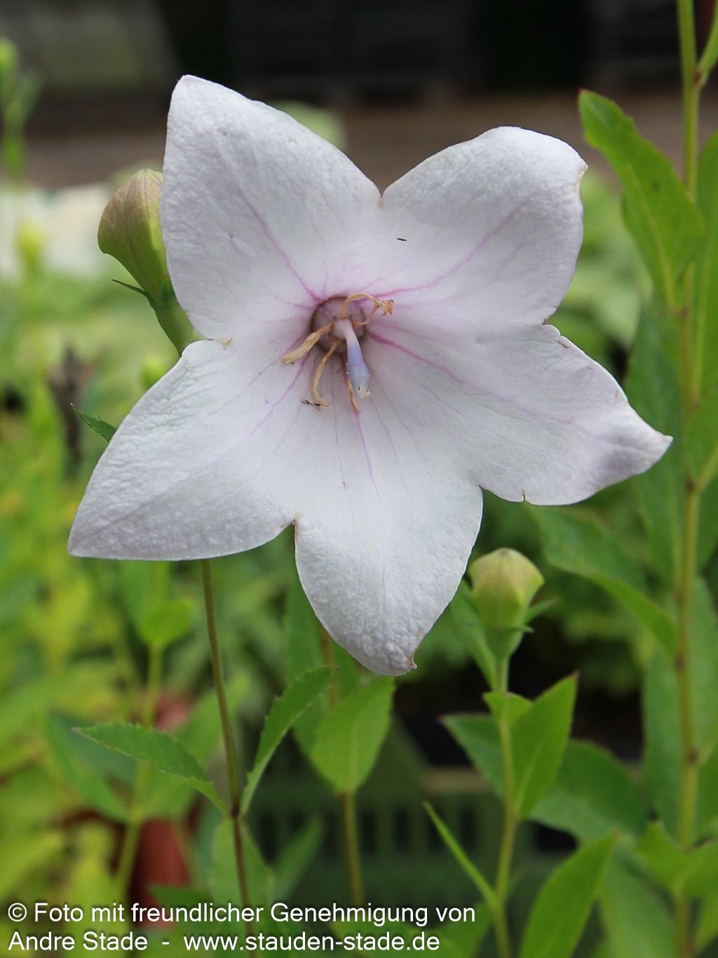 Großblütige Ballonblume 'Fuji Pink' (Platycodon grandiflorus)