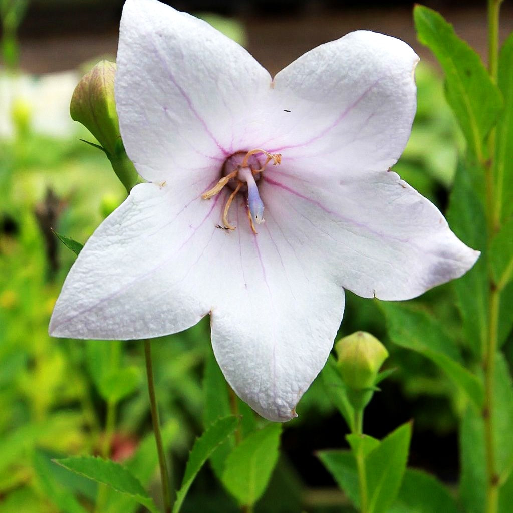 Großblütige Ballonblume 'Fuji Pink' (Platycodon grandiflorus)