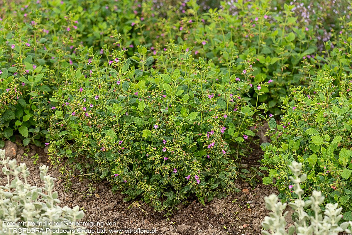 Großblütige Bergminze (Calamintha grandiflora)