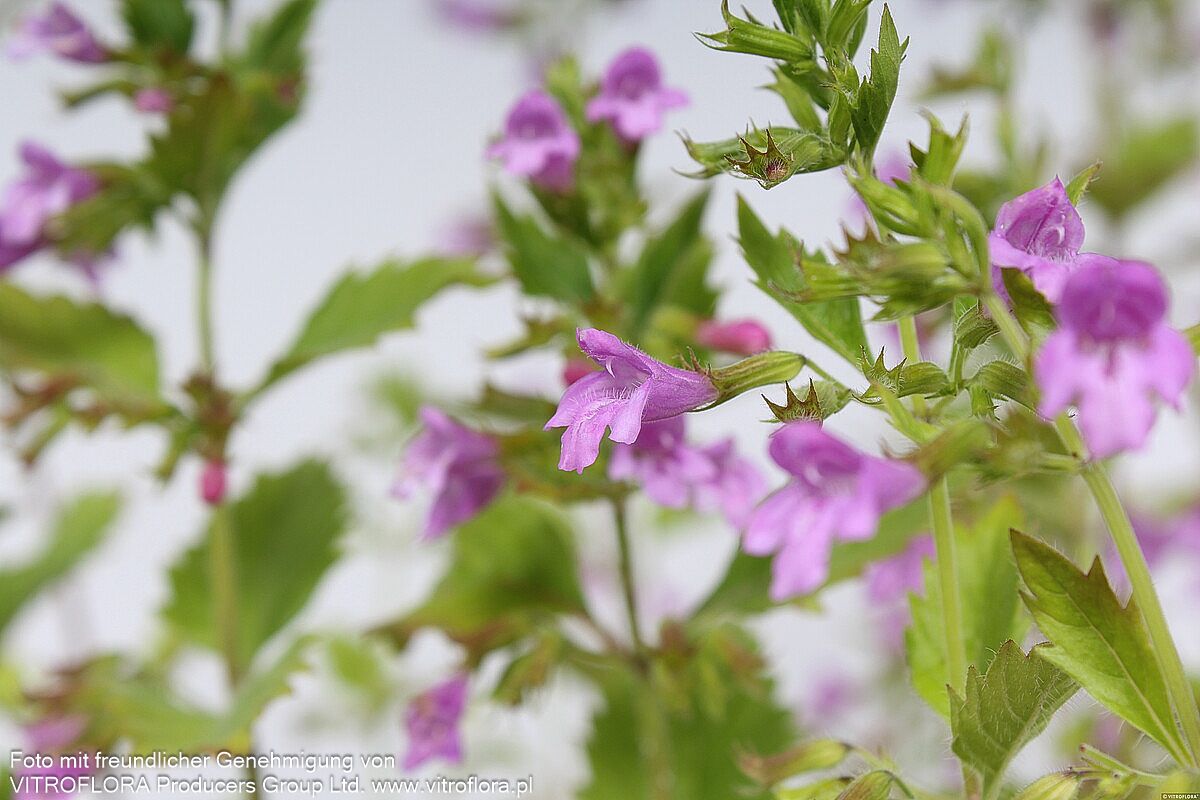 Großblütige Bergminze (Calamintha grandiflora)