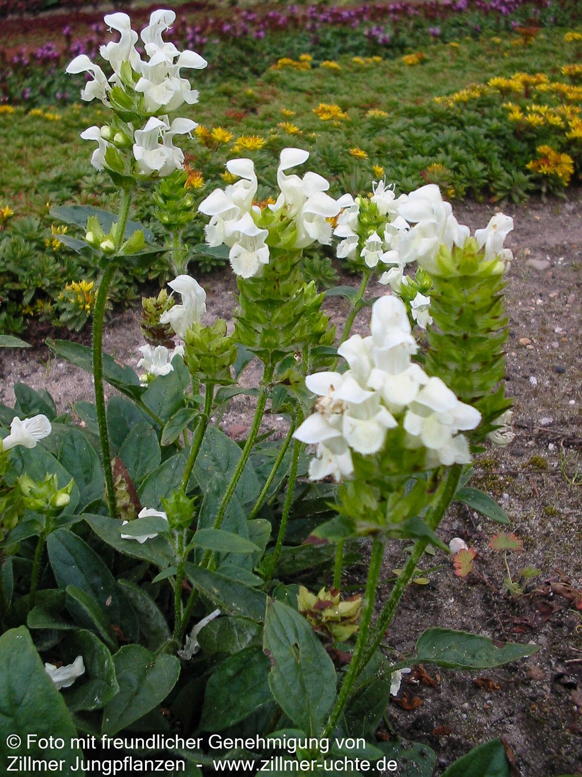 Großblütige Braunelle 'Alba' (Prunella grandiflora)