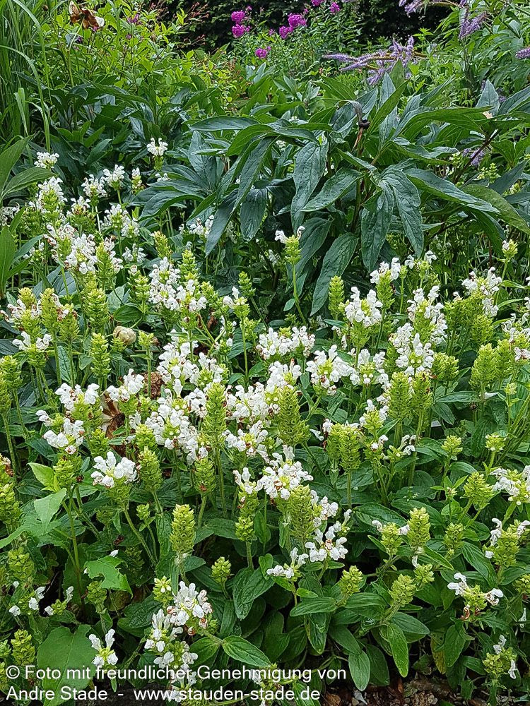 Großblütige Braunelle 'Alba' (Prunella grandiflora)