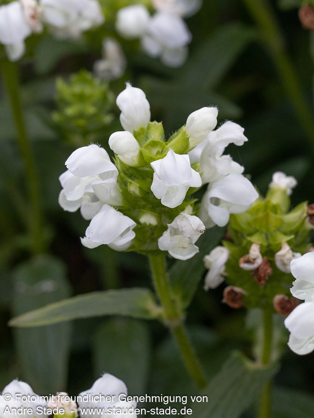 Großblütige Braunelle 'Alba' (Prunella grandiflora)