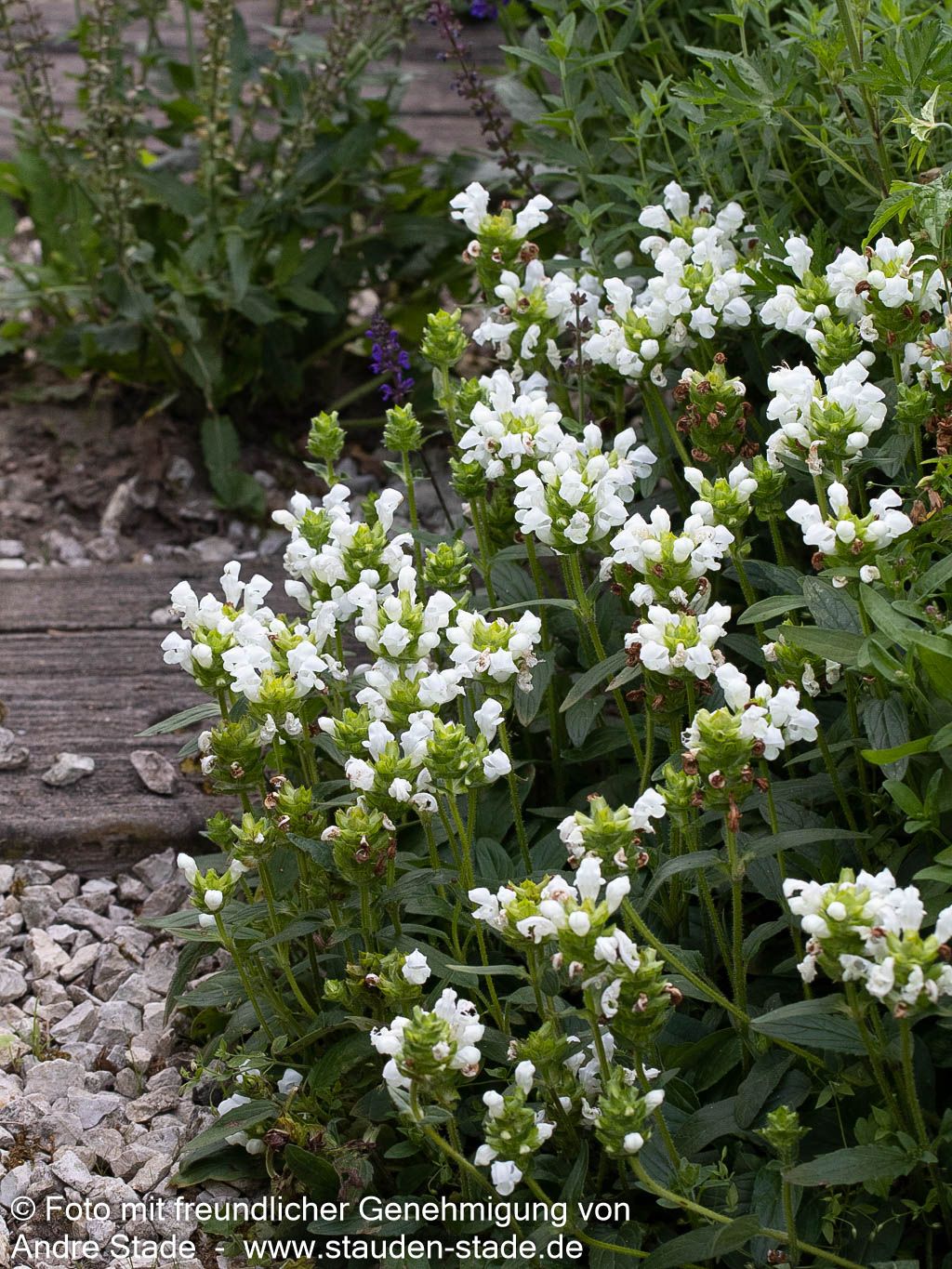 Großblütige Braunelle 'Alba' (Prunella grandiflora)