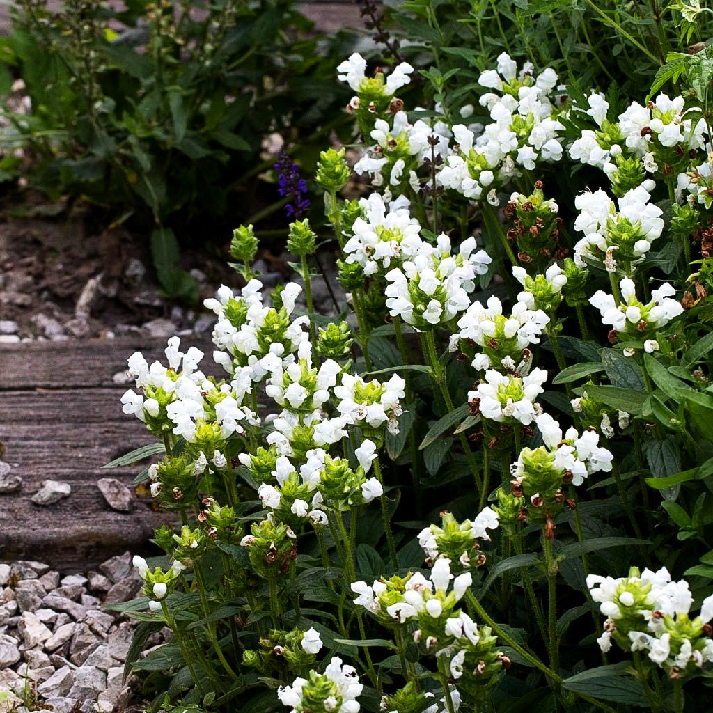 Großblütige Braunelle 'Alba' (Prunella grandiflora)