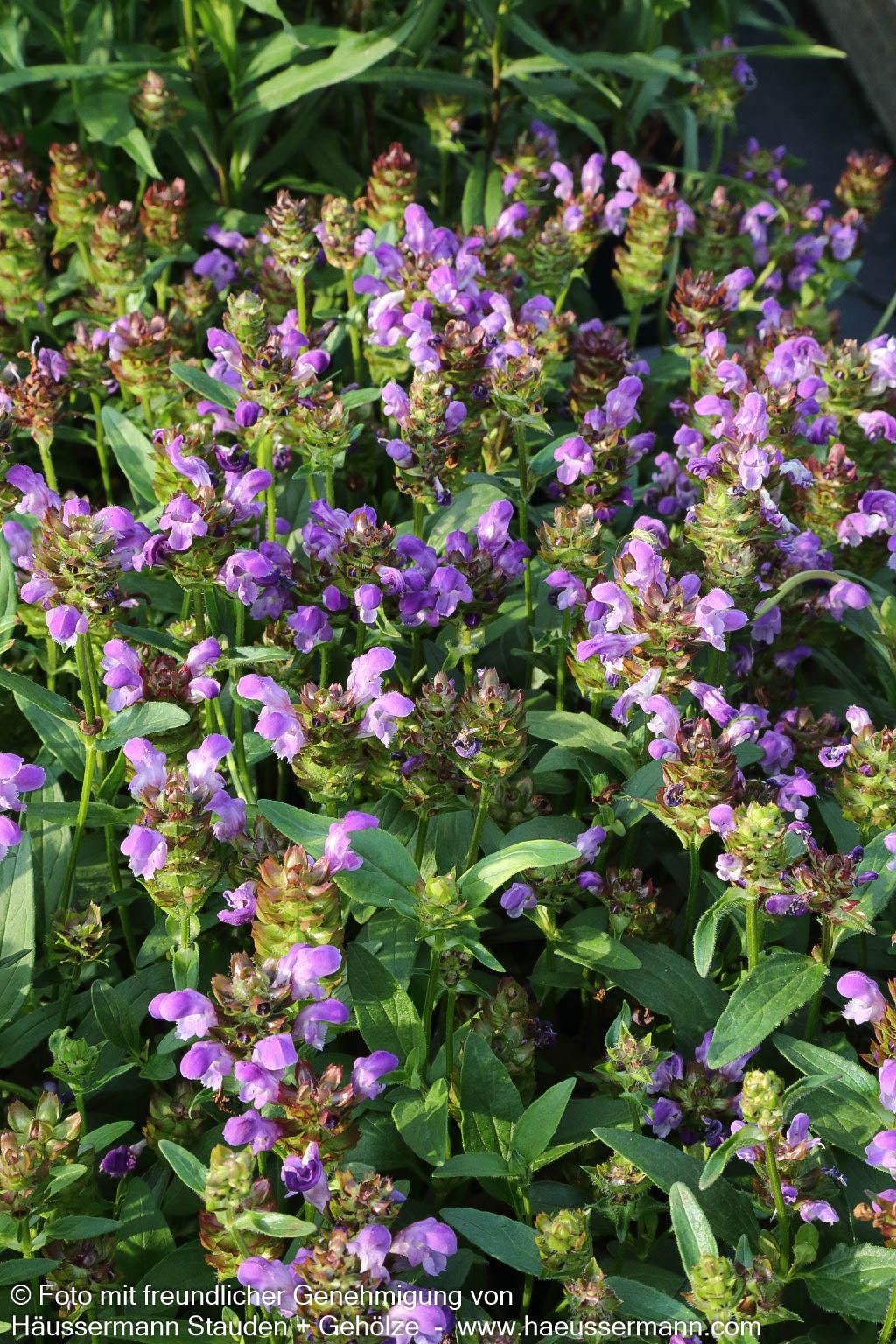 Großblütige Braunelle (Prunella grandiflora)