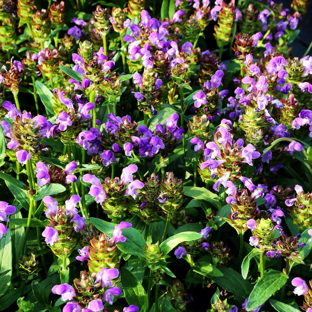 Großblütige Braunelle (Prunella grandiflora)