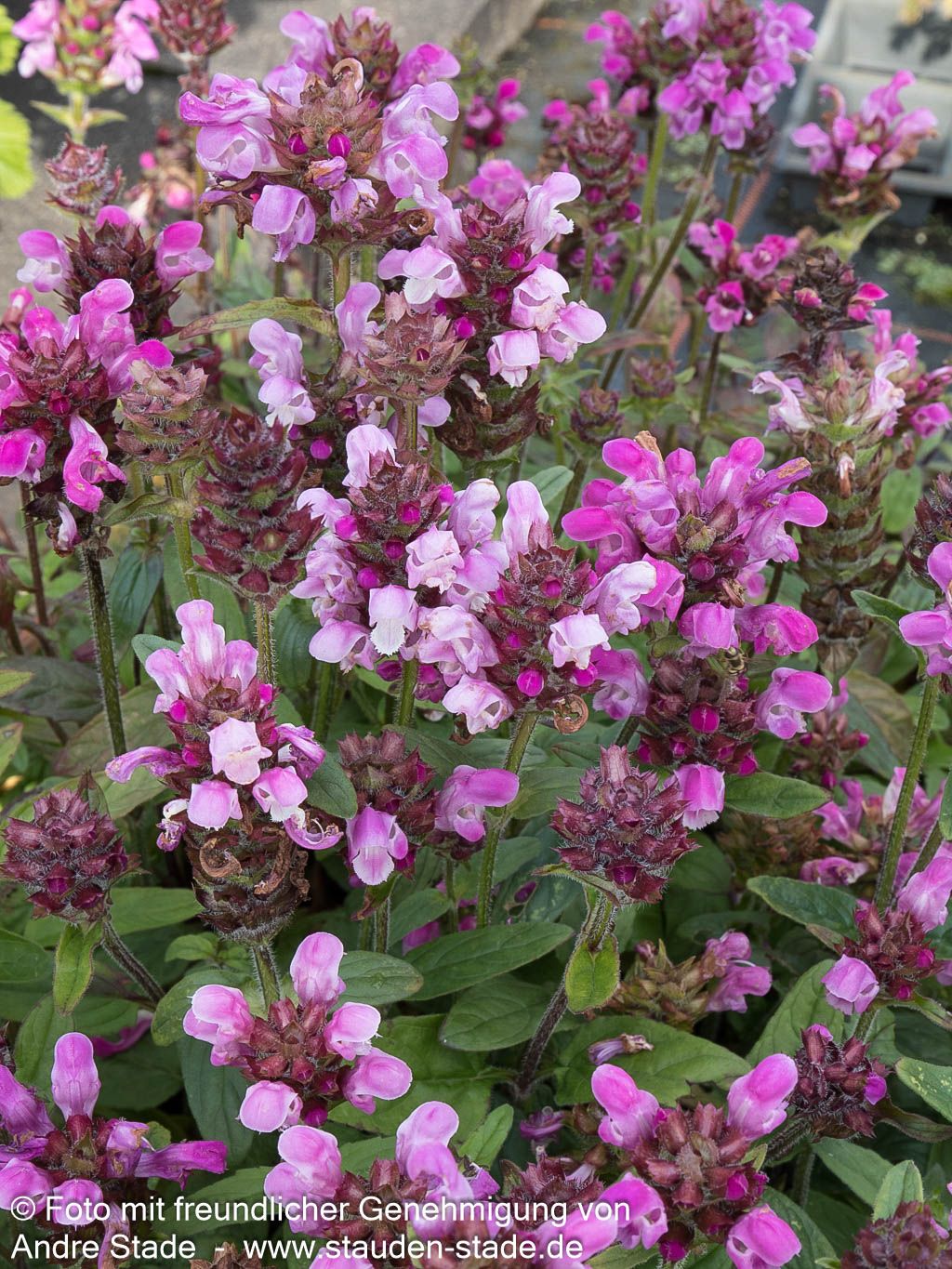 Großblütige Braunelle 'Rubra' (Prunella grandiflora)