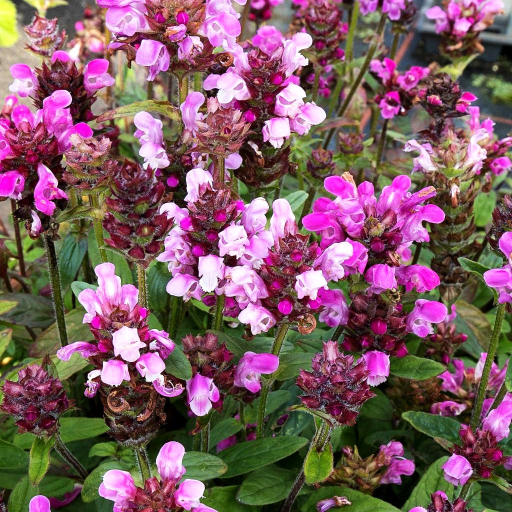 Großblütige Braunelle 'Rubra' (Prunella grandiflora)