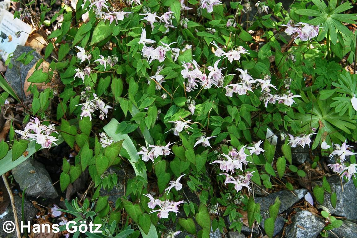 Großblütige Elfenblume 'Akebono' (Epimedium grandiflorum)