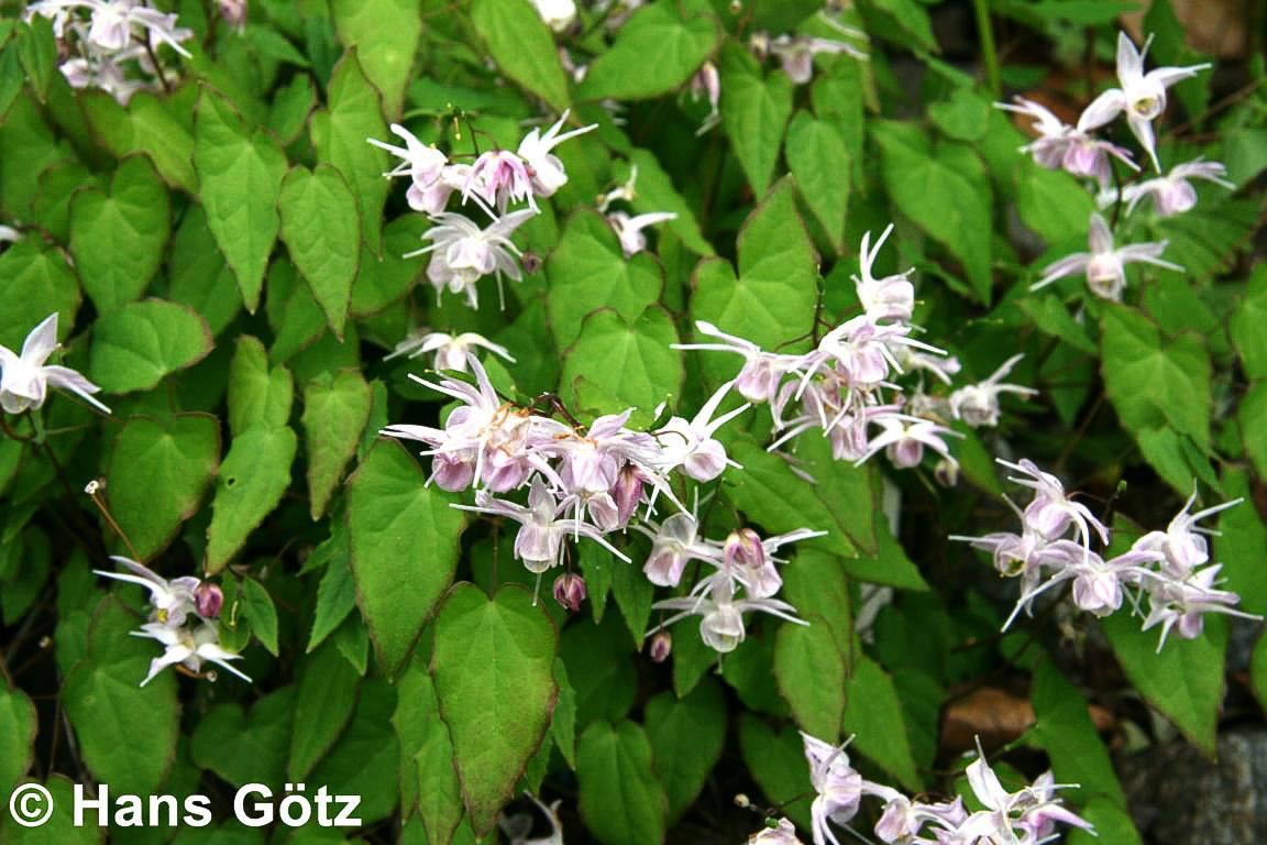 Großblütige Elfenblume 'Akebono' (Epimedium grandiflorum)