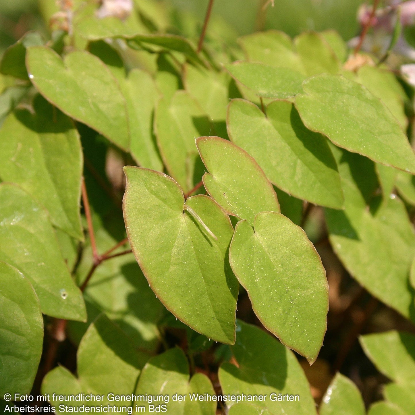 Großblütige Elfenblume 'Akebono' (Epimedium grandiflorum)