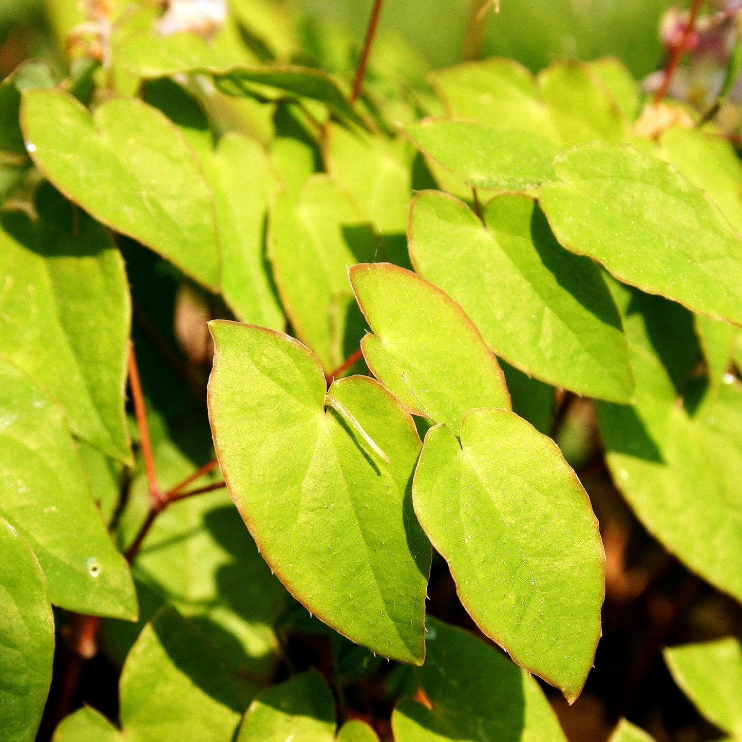 Großblütige Elfenblume 'Akebono' (Epimedium grandiflorum)