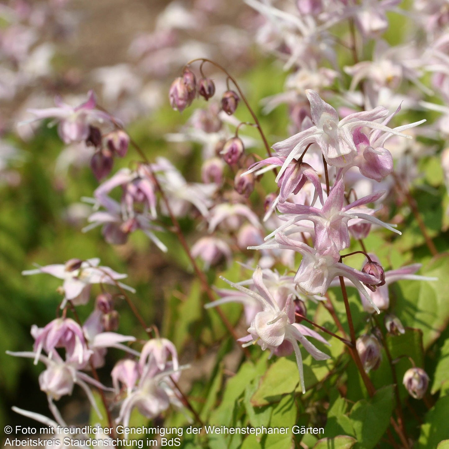 Großblütige Elfenblume 'Akebono' (Epimedium grandiflorum)